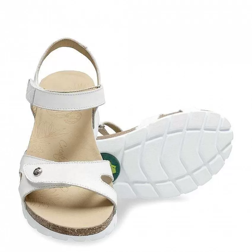 Best Panama Jack Conceptos Basicos De Sulia