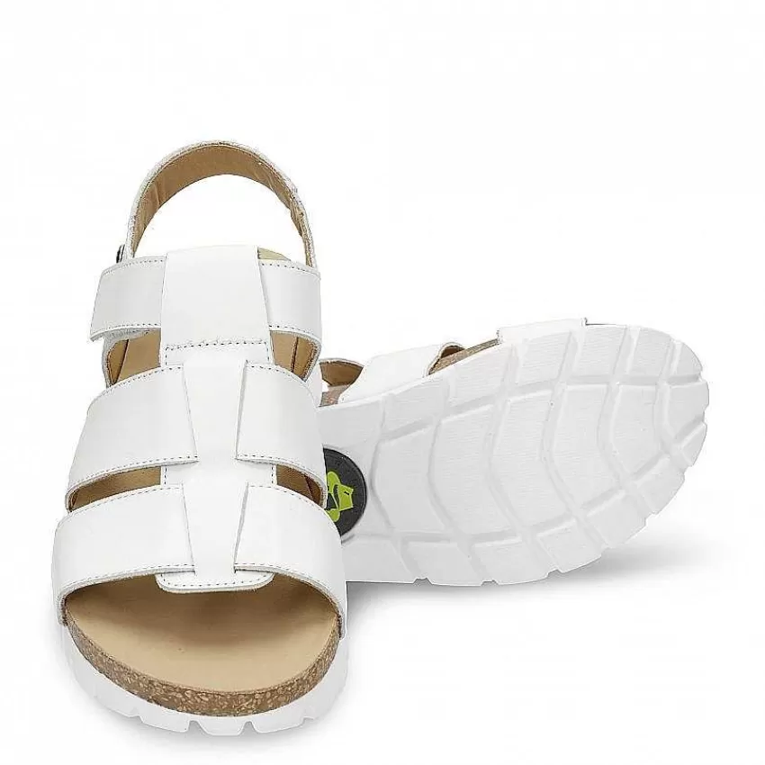 sammy_6-2.webp Discount Panama Jack Sammy